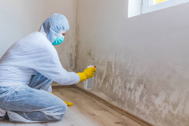 Professional mold removal team in Palmyra