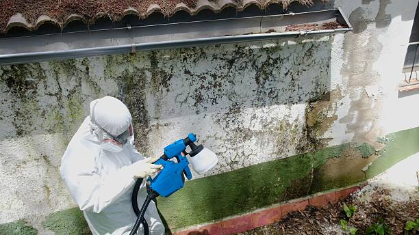 Mold Removal service in Palmyra